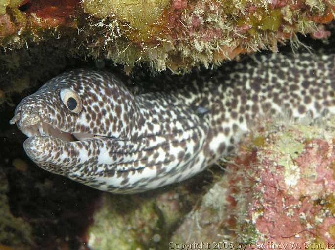 Long Cay
Lighthouse Reef

Belize
Moray, Muraenidae
20060327_150944