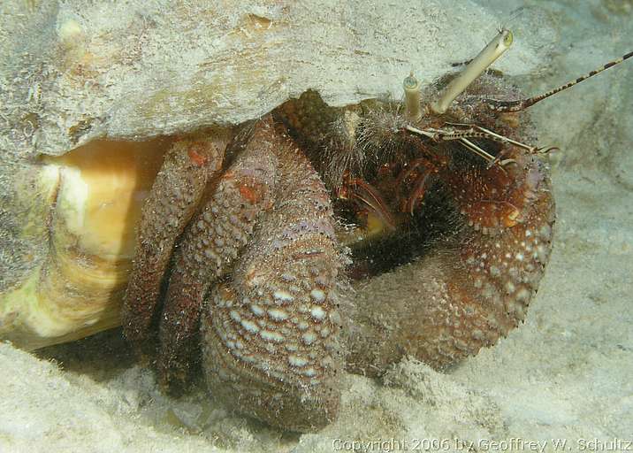 Long Cay
Lighthouse Reef

Belize
Anomura, Decapoda, Diogenidae, Hermit Crab
20060329_141412