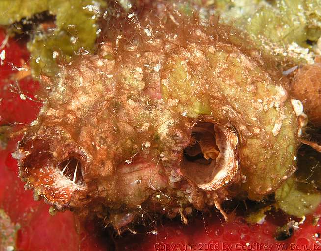 Long Cay
Lighthouse Reef

Belize
Ascidiacea, Tunicate
20060407_133214