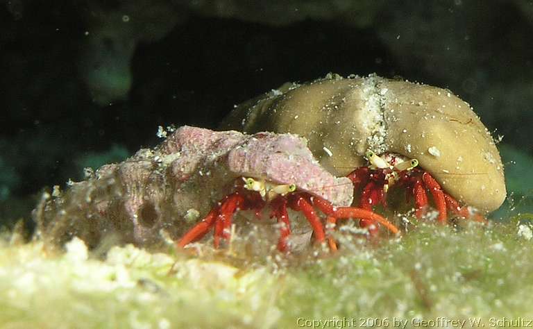 Long Cay
Lighthouse Reef

Belize
Decapoda, Diogenidae, Hermit Crab
20060408_152235