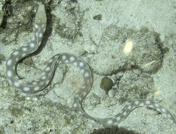 Long Cay
Lighthouse Reef

Belize
Eel, Ophichthidae, Snake Eel
20060414_191221