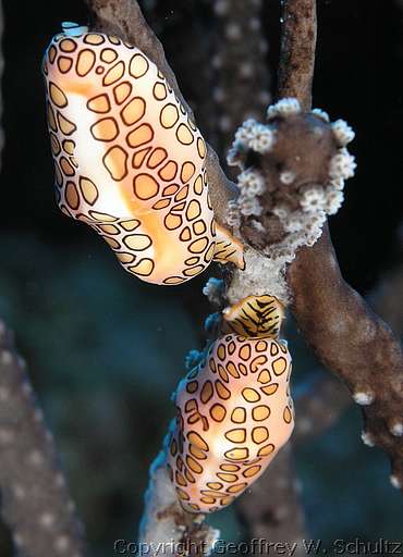 
Randy's Gazebo
Little Cayman
Cayman Islands
Gastropod, Gastropoda, Ovulidae, Prosobranchia, Simnias
20080313_085543