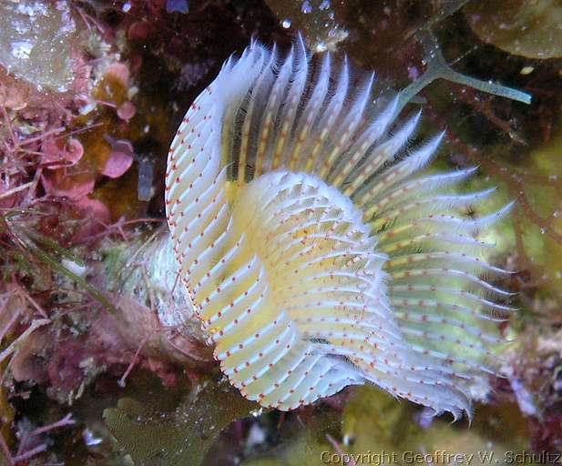 
Coconut Walk
Little Cayman
Cayman Islands
Calcareous, Sabellida, Serpulidae, Tube Worm
20080314_111206