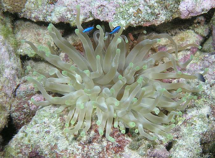 
Sarah's Set
Little Cayman
Cayman Islands
Actiniaria, Anemone
20080317_091657