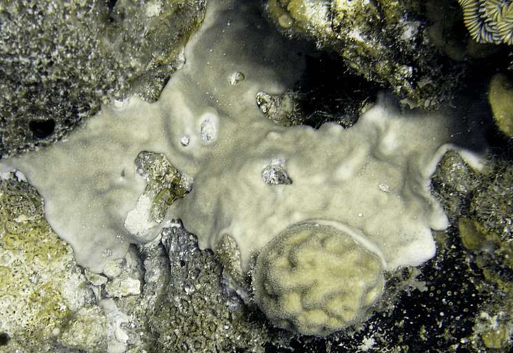 



Ascidiacea, Tunicate
P4123531