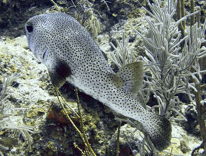 Long Cay
Lighthouse Reef

Belize
Puffer, Tetraodontidae
20050219-122643