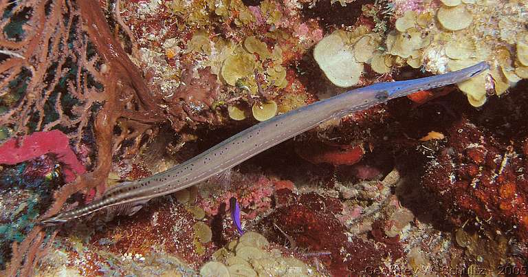 Lighthouse Reef


Belize
Aulostomidae, Trumpetfish
20050221-112624