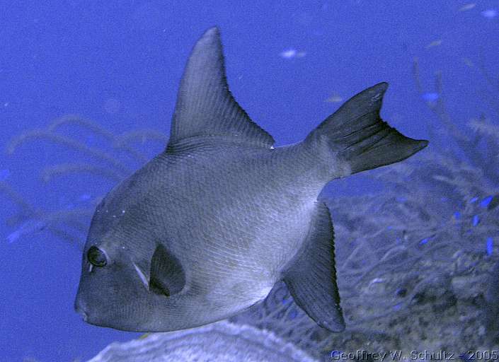 Lighthouse Reef


Belize
Balistidae, Leatherjacket, Triggerfish
20050221-113047