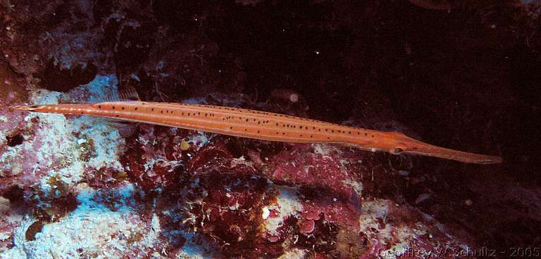 


Belize
Aulostomidae, Trumpetfish
20050222-150920