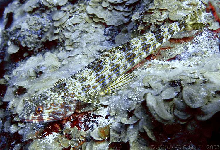 


Belize
Lizardfish, Synodontidae
20050223-140128