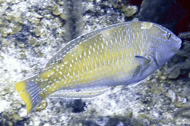 


Belize
Labridae, Wrasse
20050223-142737