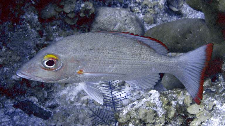 Lighthouse Reef


Belize
Lutjanidae, Snapper
20050224-110345