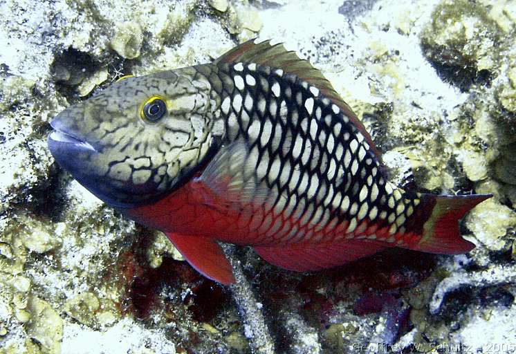 Lighthouse Reef


Belize
Parrotfish, Scaridae
20050224-111309