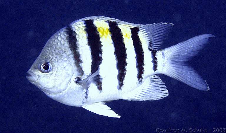 Lighthouse Reef


Belize
Damselfish, Pomacentridae
20050224-111721