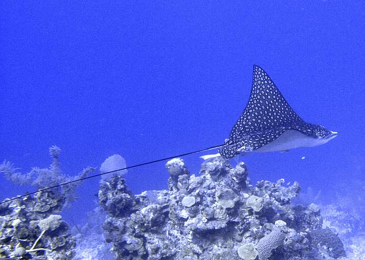 



Eagle Ray, Myliobatidae
20050224-112032