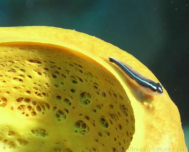 Lighthouse Reef


Belize
Gobiidae, Goby
20050224-145547