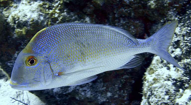 Lighthouse Reef


Belize
Porgy, Sparidae
20050224-150317