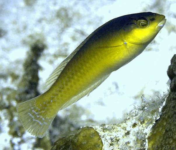 Lighthouse Reef


Belize
Labridae, Wrasse
20050224-150425