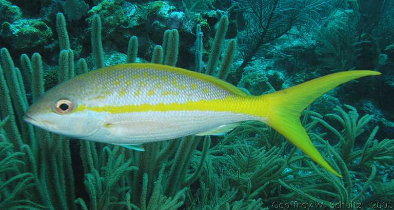 Lighthouse Reef


Belize
Latjanidea, Snapper
20050224-150827