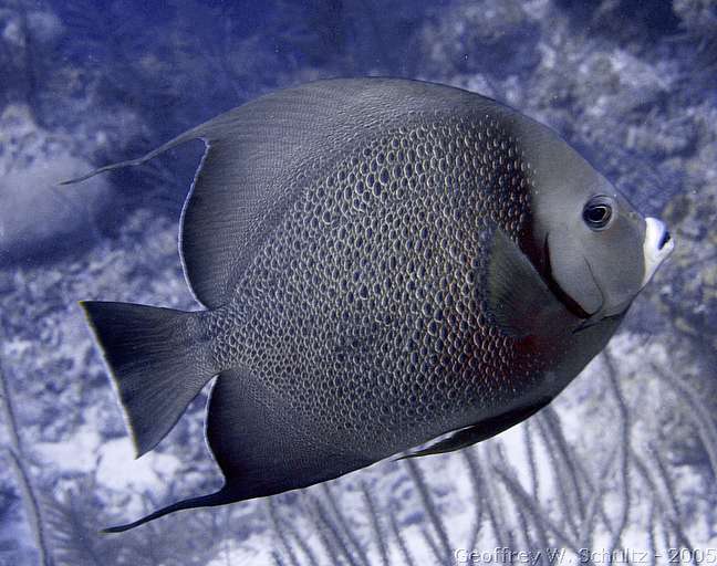 Lighthouse Reef


Belize
Angelfish, Pomacanthidae
20050224-151413