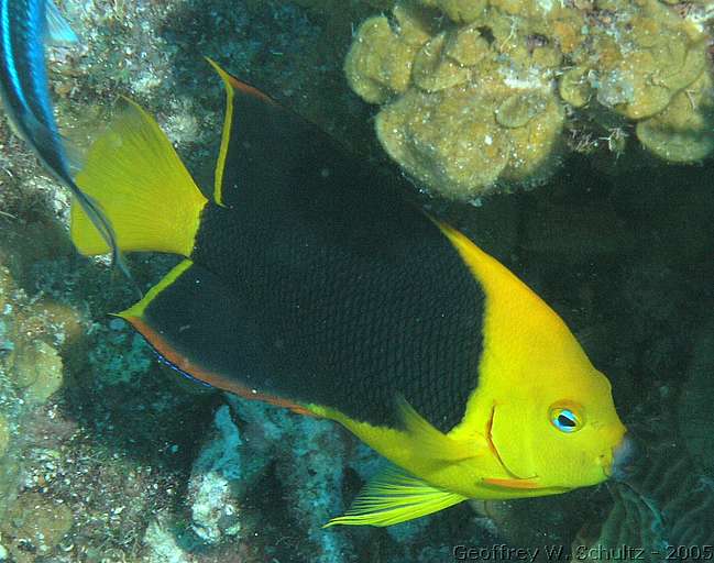 Lighthouse Reef


Belize
Angelfish, Pomacanthidae
20050224-152612