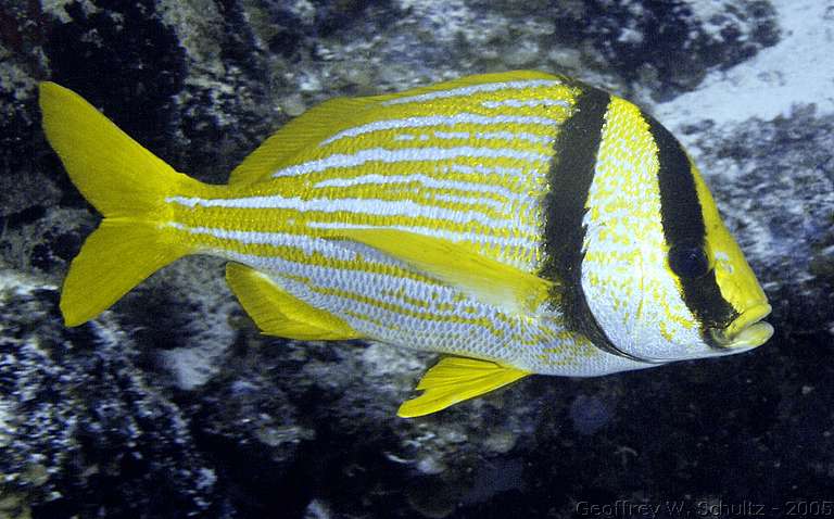 Lighthouse Reef


Belize
Grunt, Haemulidae
20050225-144525