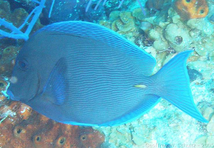 Lighthouse Reef


Belize
Acanthuridae, Surgeonfish
20050225-144807