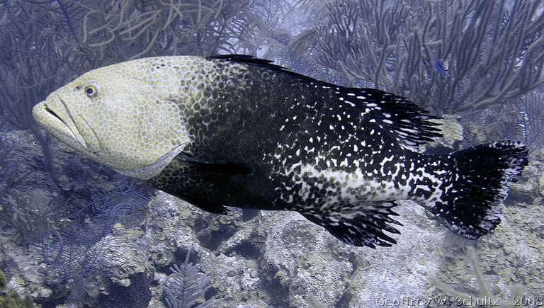 Long Cay
Lighthouse Reef

Belize
Grouper, Seabass, Serranidae
20050226-103122