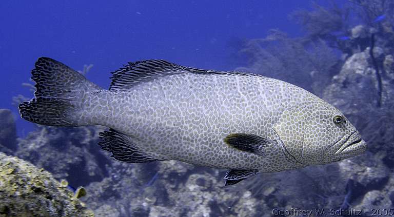 Long Cay
Lighthouse Reef

Belize
Grouper, Seabass, Serranidae
20050226-103152