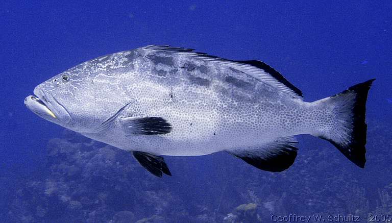 Long Cay
Lighthouse Reef

Belize
Grouper, Seabass, Serranidae
20050226-104743