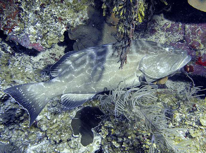 Long Cay
Lighthouse Reef

Belize
Grouper, Seabass, Serranidae
20050226-144738