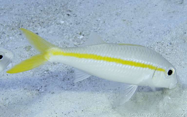 Long Cay
Lighthouse Reef

Belize
Goatfish, Mullidae
20050226-151920