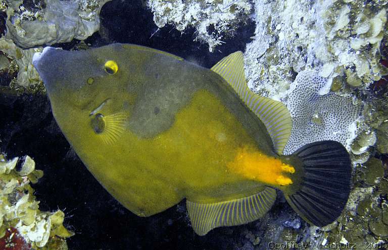 Halfmoon Cay
Lighthouse Reef

Belize
Balistidae, Filefish, Leatherjacket
20050228-095441