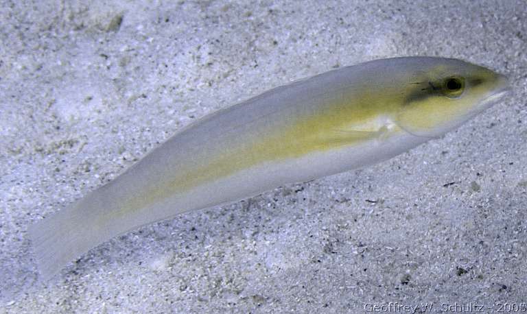 Halfmoon Cay
Lighthouse Reef

Belize
Labridae, Wrasse
20050228-101503