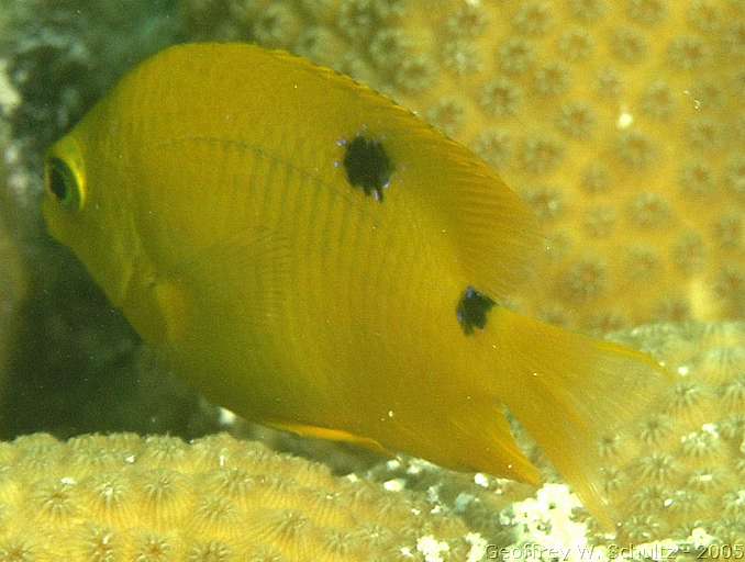 Long Cay
Lighthouse Reef

Belize
Damselfish, Pomacentridae
20050301-145231