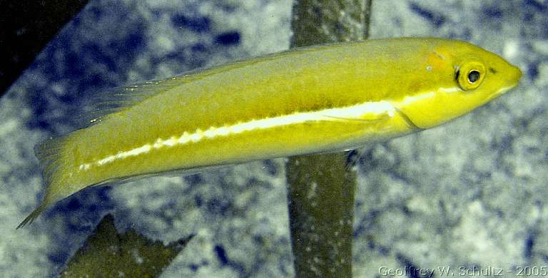 Long Cay
Lighthouse Reef

Belize
Labridae, Wrasse
20050301-145838