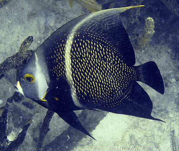 Long Cay
Lighthouse Reef

Belize
Angelfish, Pomacanthidae
20050301-153050