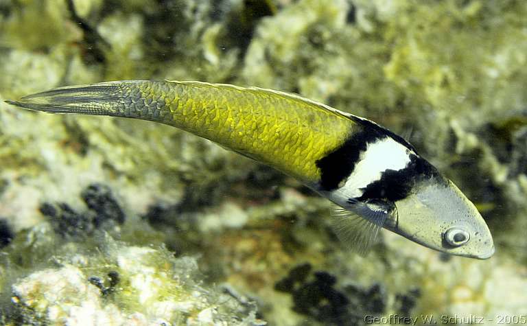 Long Cay
Lighthouse Reef

Belize
Labridae, Wrasse
20050301-154505