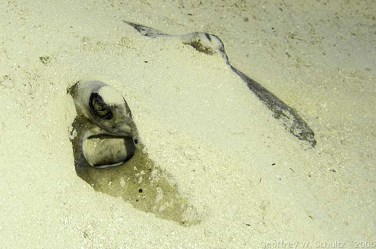 Long Cay
Lighthouse Reef

Belize
Dasyatidae, Stingray
20050301-155622