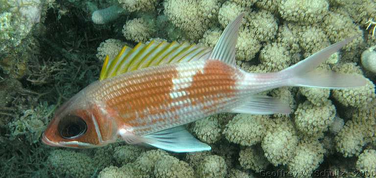 Long Cay
Lighthouse Reef

Belize
Holocentridae, Squirrelfish
20050302-150742