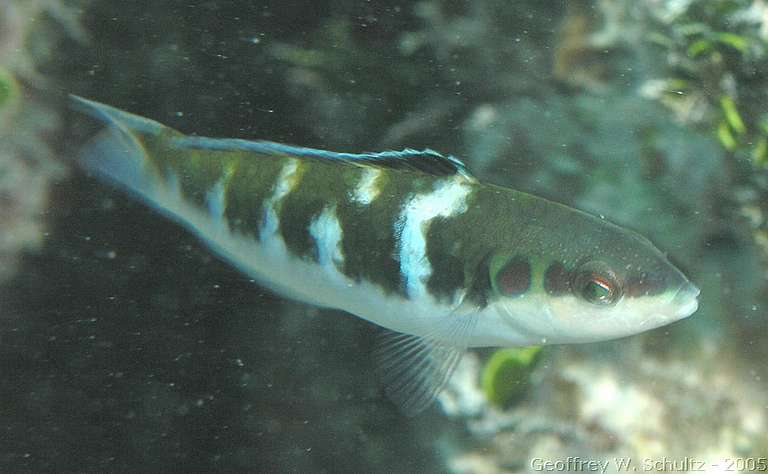 Long Cay
Lighthouse Reef

Belize
Labridae, Wrasse
20050302-151924