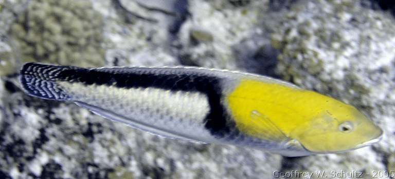 Long Cay
Lighthouse Reef

Belize
Labridae, Wrasse
20050306-152204