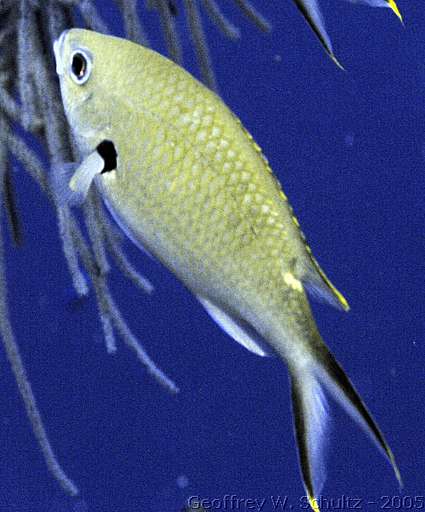 Long Cay
Lighthouse Reef

Belize
Chromis, Damselfish, Pomacentridae
20050306-155758