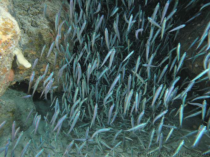 Long Cay
Lighthouse Reef

Belize
Atherinidae, Clupeidae, Engraulididae
20050307-114030