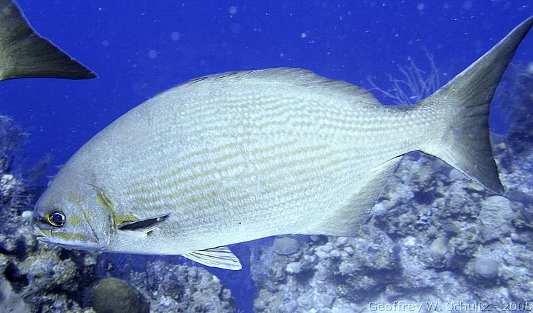 Long Cay
Lighthouse Reef

Belize
Chub, Kyphosidae
20050307-114432