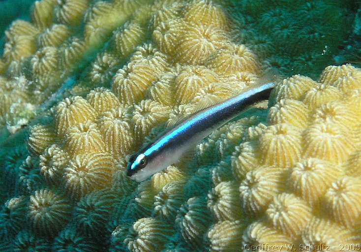 Hat Cay
Lighthouse Reef

Belize
Gobiidae, Goby
20050308-153924