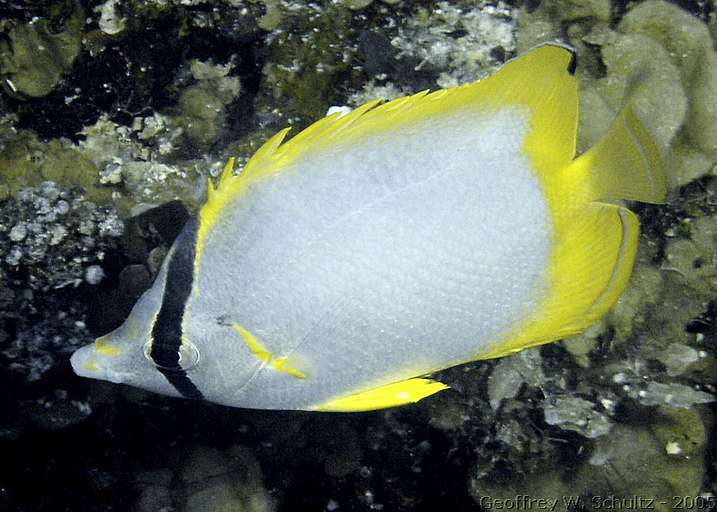 Long Cay
Lighthouse Reef

Belize
Butterflyfish, Chaetodontidae
20050309-104133