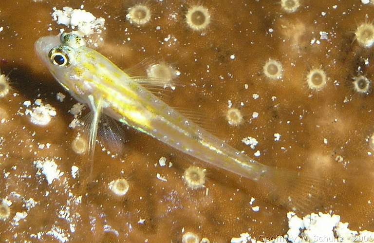 Long Cay
Lighthouse Reef

Belize
Gobiidae, Goby
20050312-103754