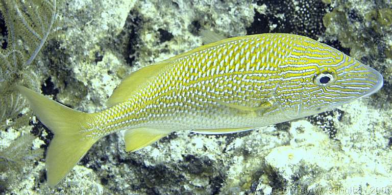 Long Cay
Lighthouse Reef

Belize
Grunt, Haemulidae
20050312-105623