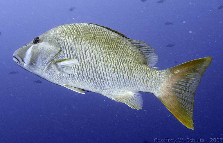 Long Cay
Lighthouse Reef

Belize
Lutjanidae, Snapper
20050312-155755